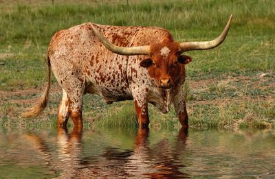 A huge longhorn bull walking in water