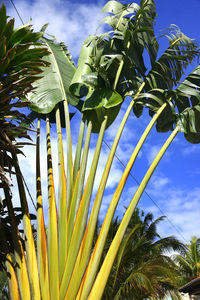 Low angle view of coconut palm tree against sky