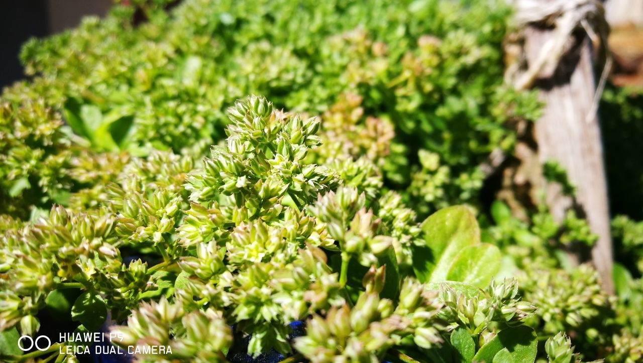 growth, nature, green color, flower, beauty in nature, freshness, plant, no people, close-up, outdoors, day, flower head