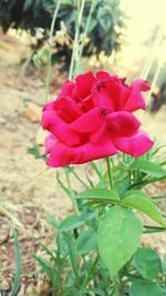 Close-up of pink rose blooming outdoors