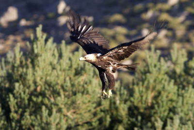 Bird flying over a blurred background