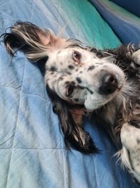 Close-up portrait of dog lying on bed