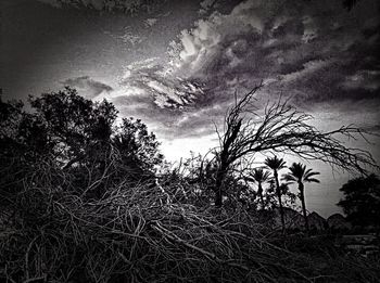 Bare trees against sky