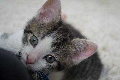 Close-up portrait of cat