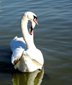 Swan floating on lake