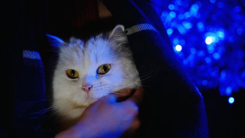 Close-up portrait of white cat wrapped in blanket