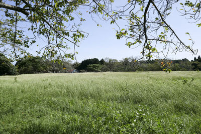 Scenic view of field against clear sky