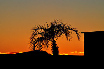 Silhouette palm tree against orange sky