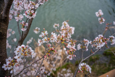 Close-up of cherry blossoms against lake