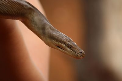 Close-up of snake