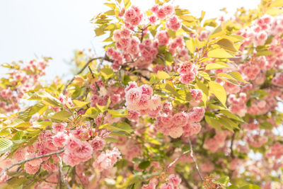 Close-up of pink flowers blooming outdoors