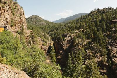 Near animas river in colorado,  united states. 