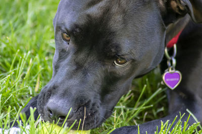 Dog close up. black labmix close up.