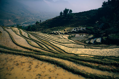 Scenic view of rice paddy against sky