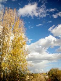 Low angle view of trees against sky