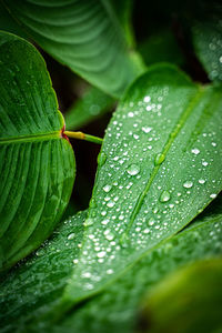 Close-up of wet plant leaves during rainy season