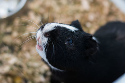 Close-up of black cat