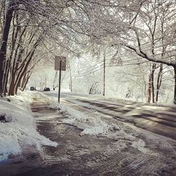 Bare trees on road