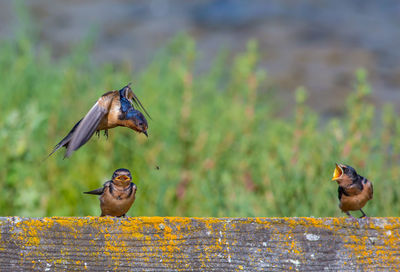 Close-up of bird on rock