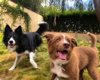 View of dogs on grass