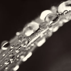Close-up of water drops on plant