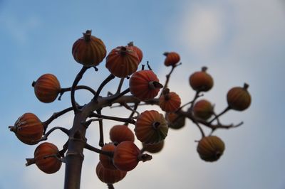 Low angle view of orange berries against sky