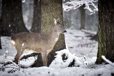 View of animal on snow covered land