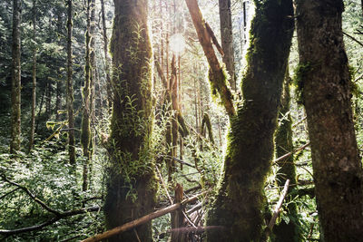 Sunlight streaming through trees in forest