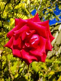 Close-up of red rose blooming outdoors