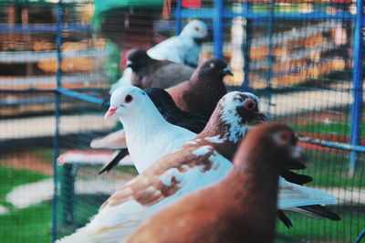 Low angle view of bird in cage