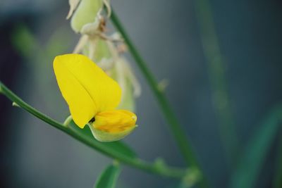 Close-up of yellow flowering plant