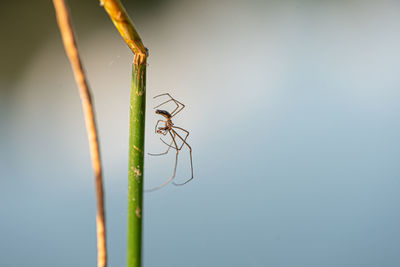 Close-up of spider