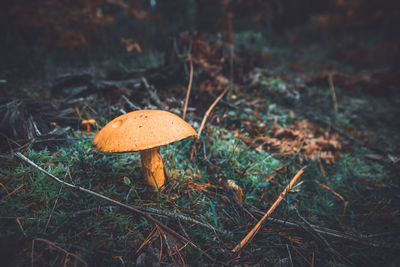 Close-up of mushroom growing in forest