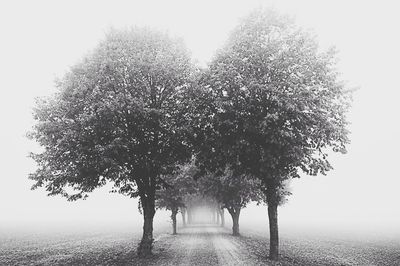 Bare trees in foggy weather