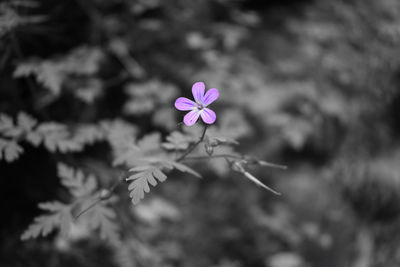 Close-up of flower blooming outdoors