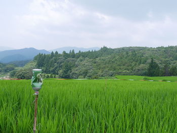 Scenic view of agricultural field against sky