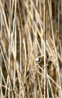 Close-up of lizard on grass