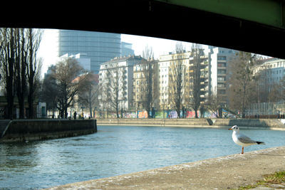 View of seagulls on bridge in city