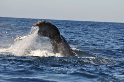 Close-up of whale swimming in sea against clear sky