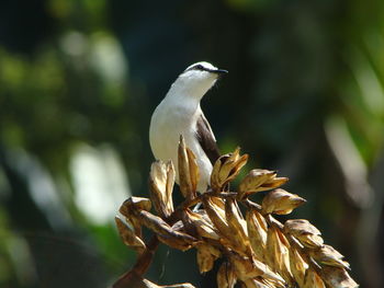 Close-up of bird perching on a plant