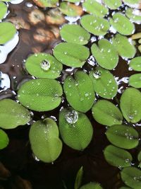 Full frame shot of wet leaves