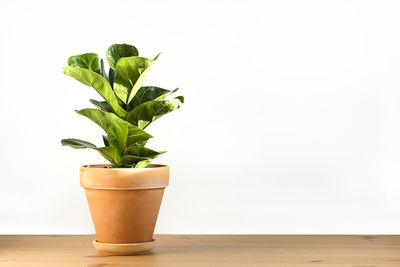 Close-up of potted plant on table against wall