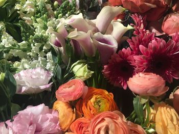 Close-up of pink flowers