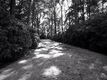 Footpath passing through forest