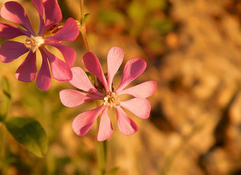 Close-up of flowers blooming outdoors