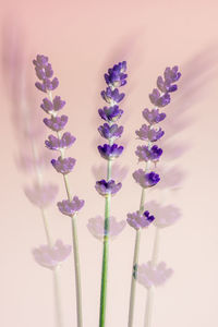 Close-up of purple flowering plant