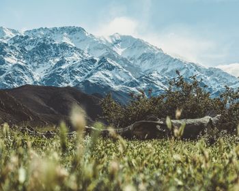 Scenic view of snowcapped mountains against sky