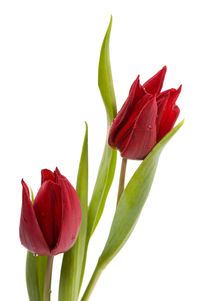 Close-up of red flower against white background