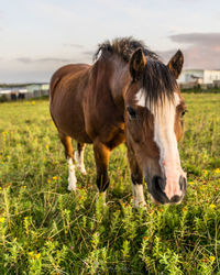Horses in a field