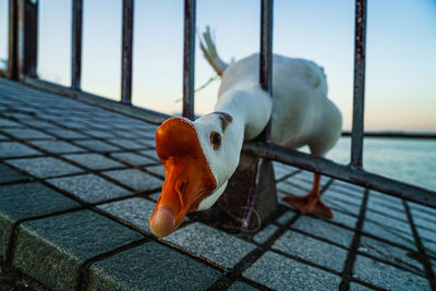 Close-up of duck on railing against sky